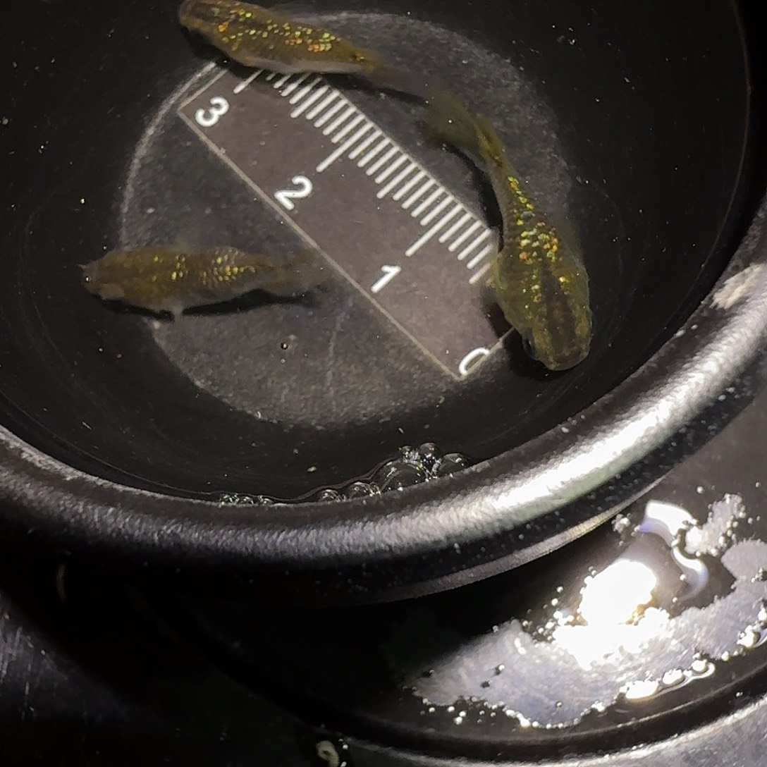 青鳉鱼一物一拍324