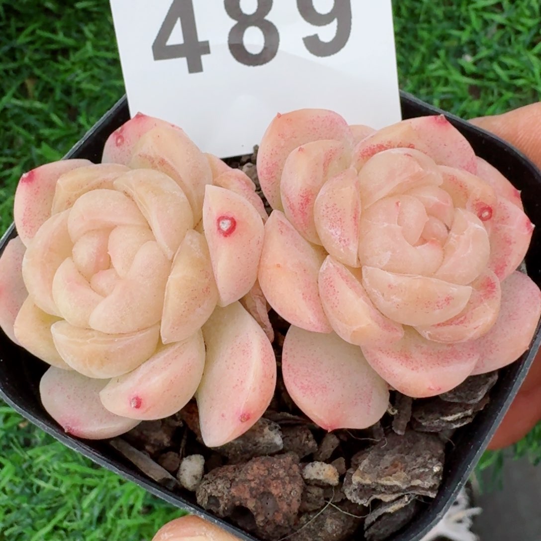 白桃汽水         精品多肉