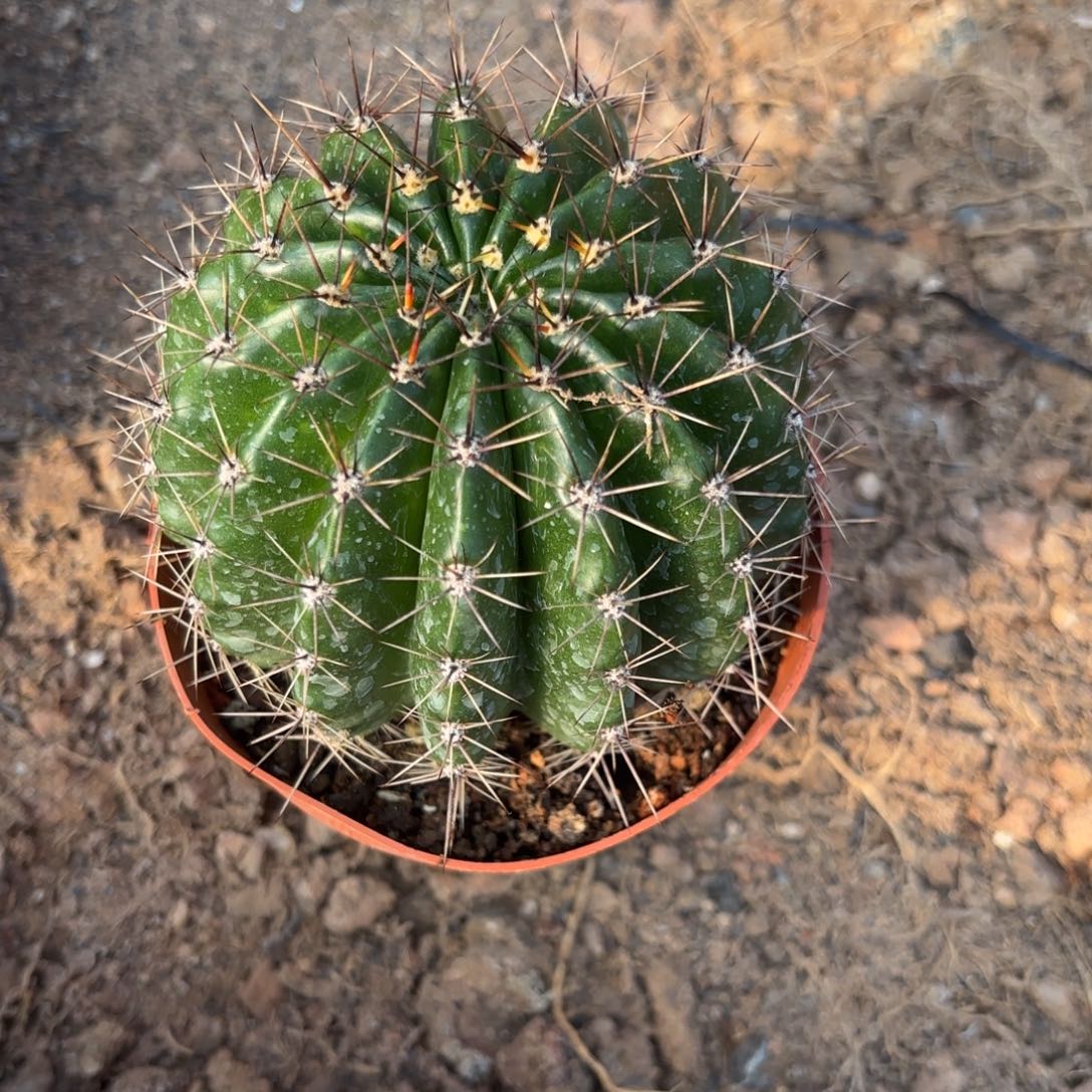 金***秋青青美人鱼9公分左右