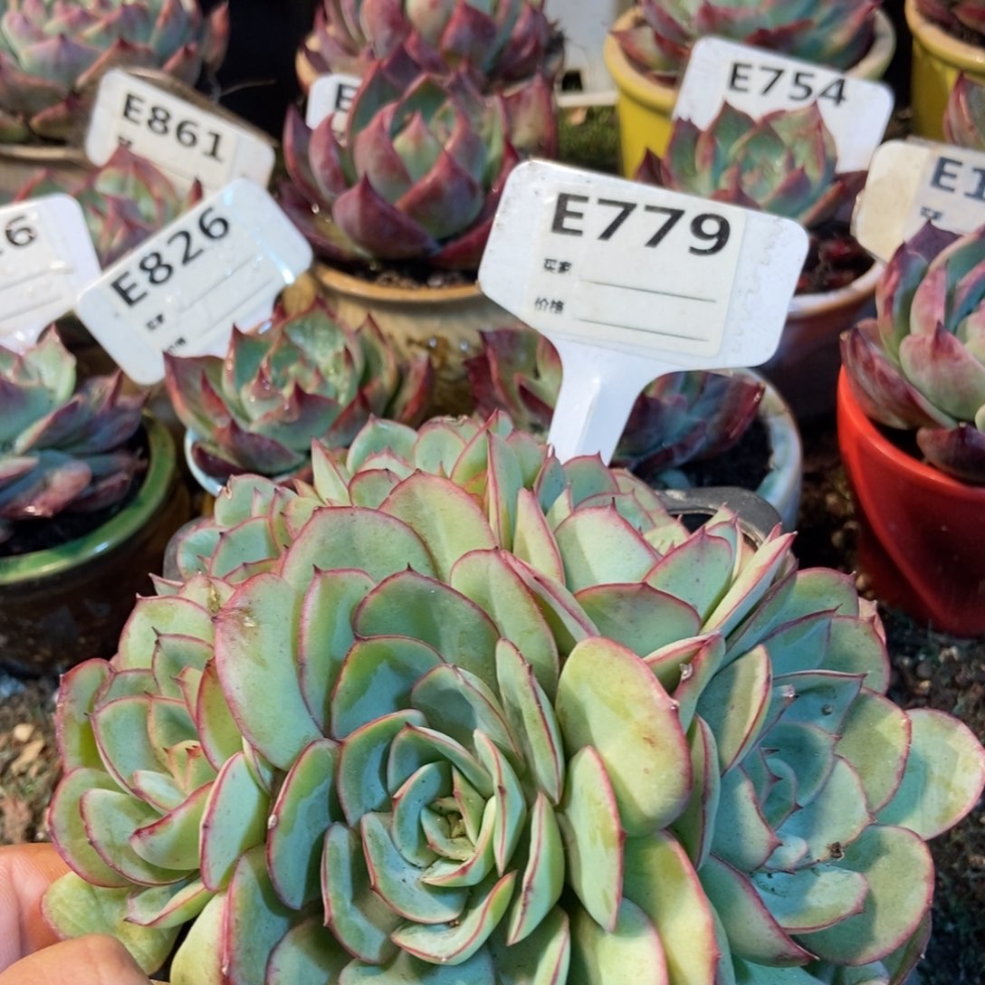 牡丹亭779号多肉植物