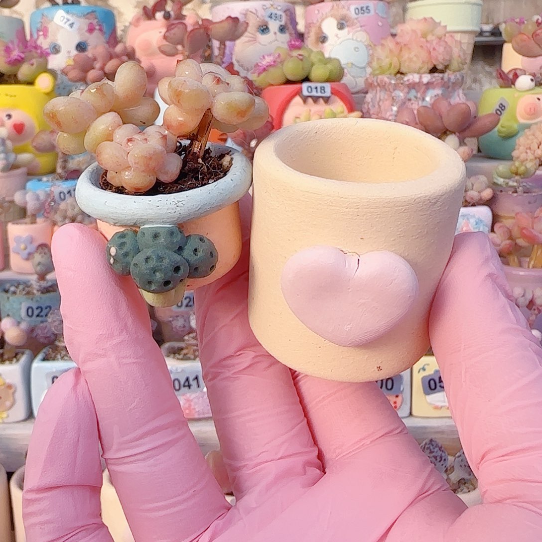 ～***～L 阳玫瑰种爱心 盆微瑕