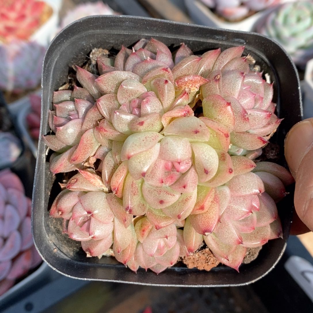 精品多肉一物一拍不包整53