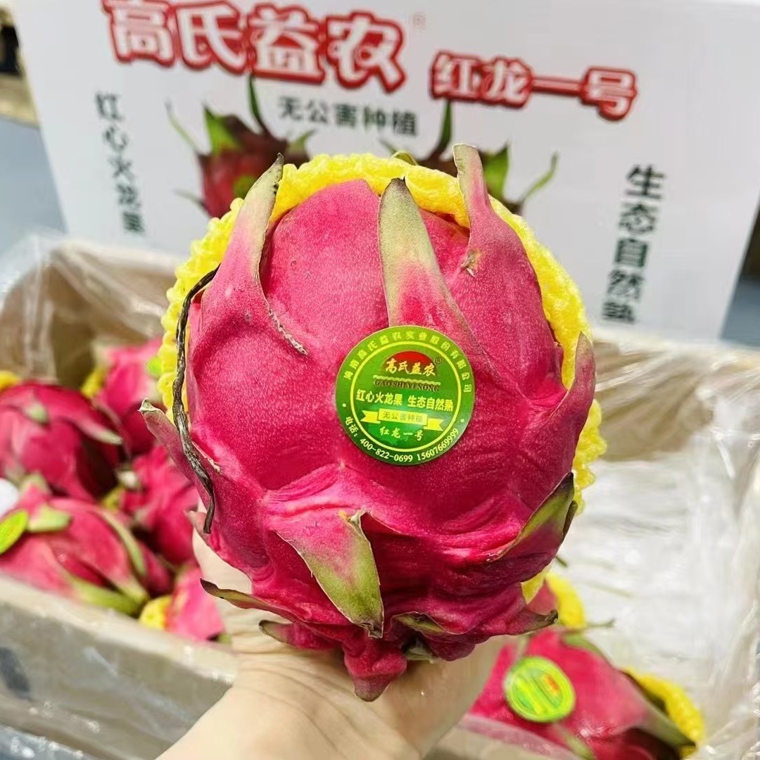 【高氏益农】红心火龙果