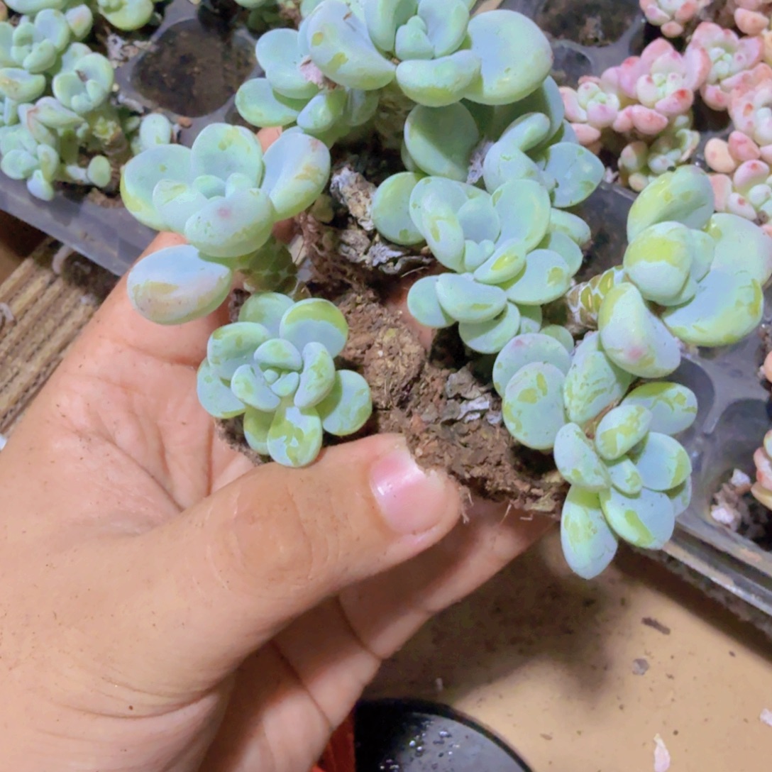 绿劳尔穴盘五颗无售后