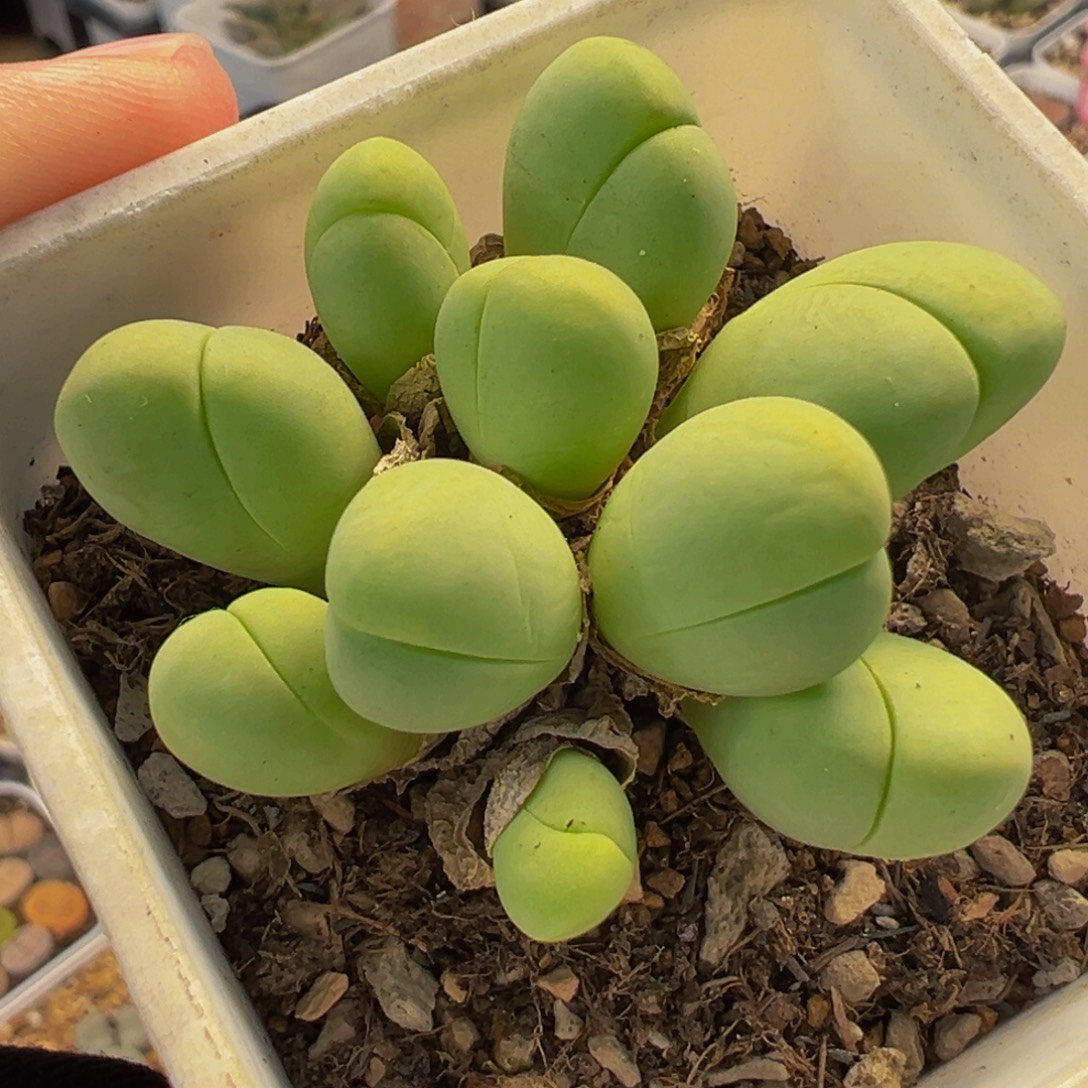 051多肉植物种类多样