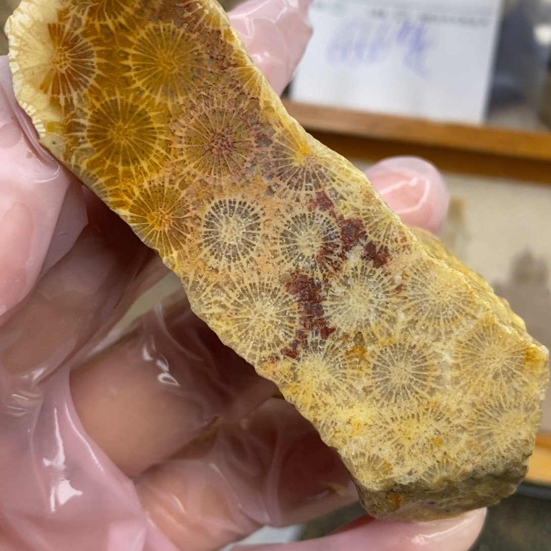 【闪购商品】硅化玉颈饰未镶嵌