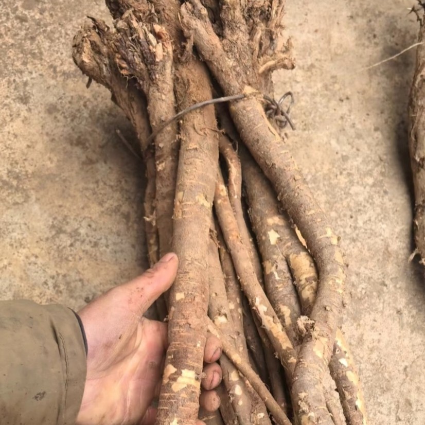 甘肃原产地非种植 红芪按根卖