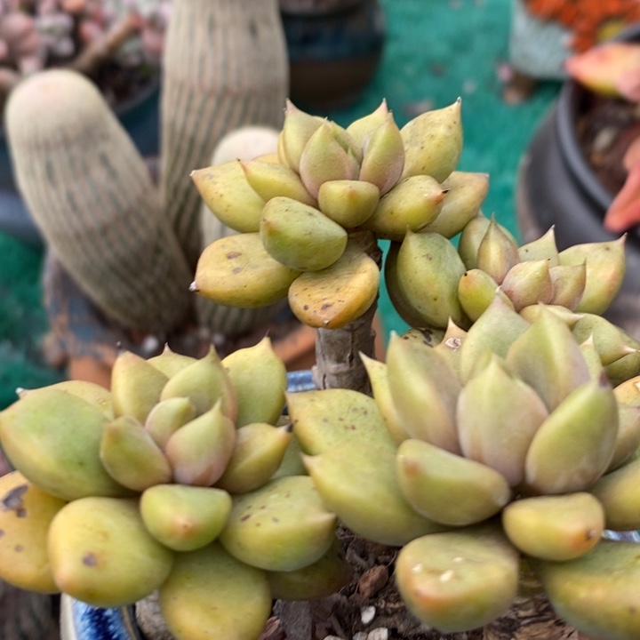 老桩黄金象牙无砍多肉