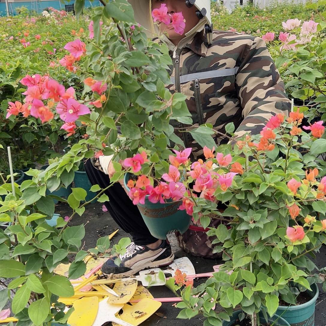 当前无花栽培后可以开花越南混音一棵M73