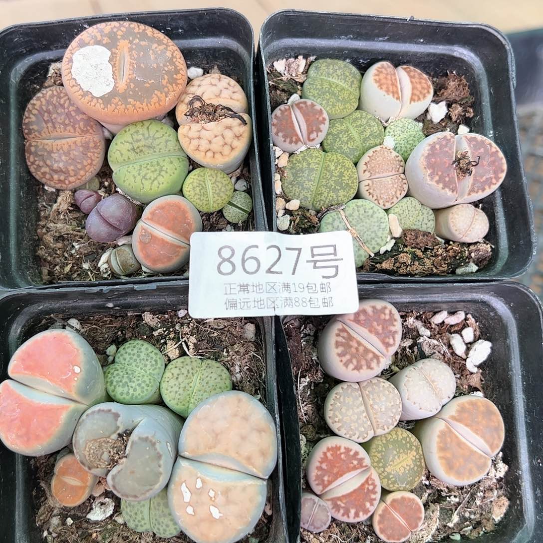 8627彩拼4盆部分有疤有腿