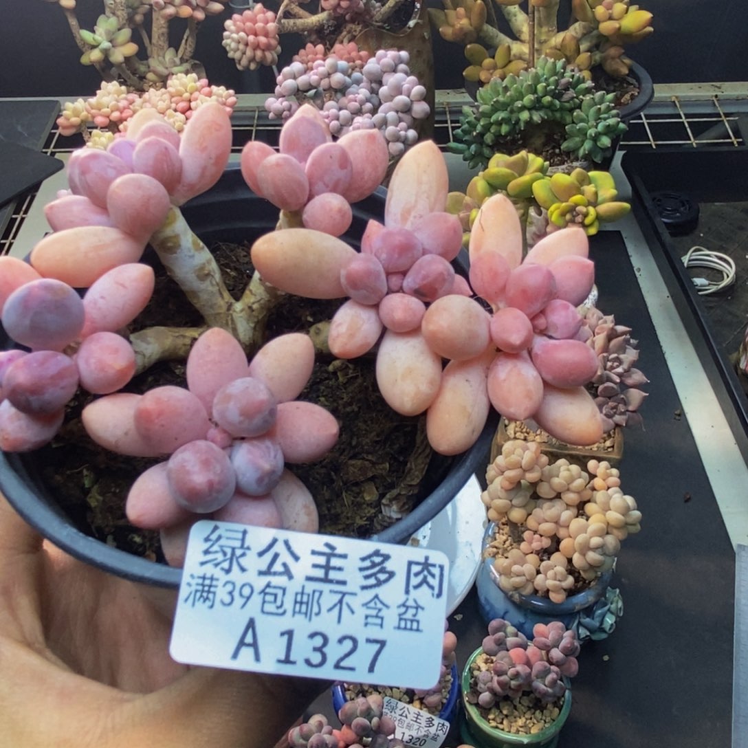 327香水手指奶多肉7c m