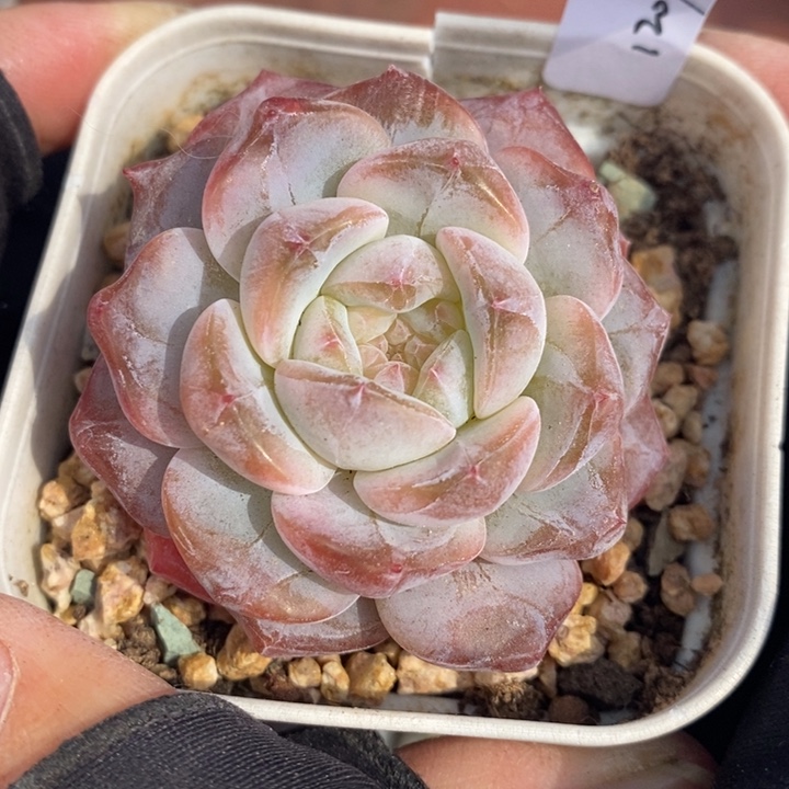 1207-631，粉魄多肉