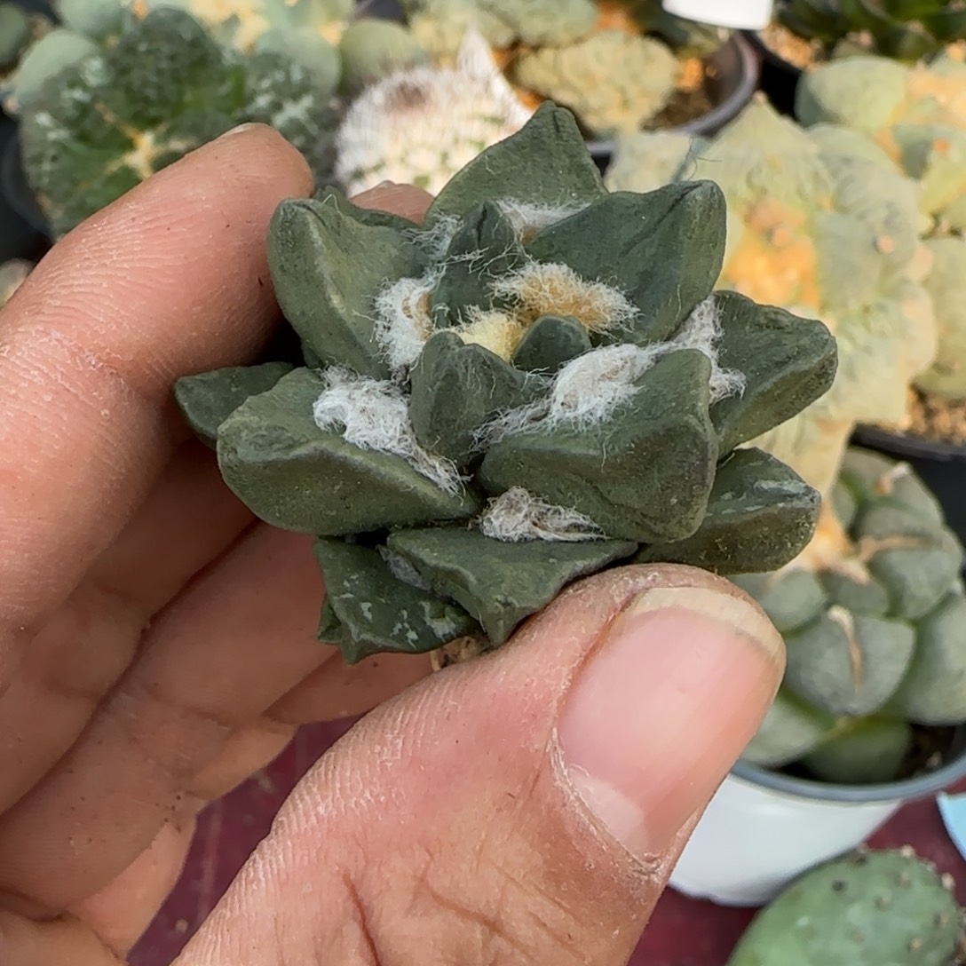 无花朵萝卜根短粗龙角137