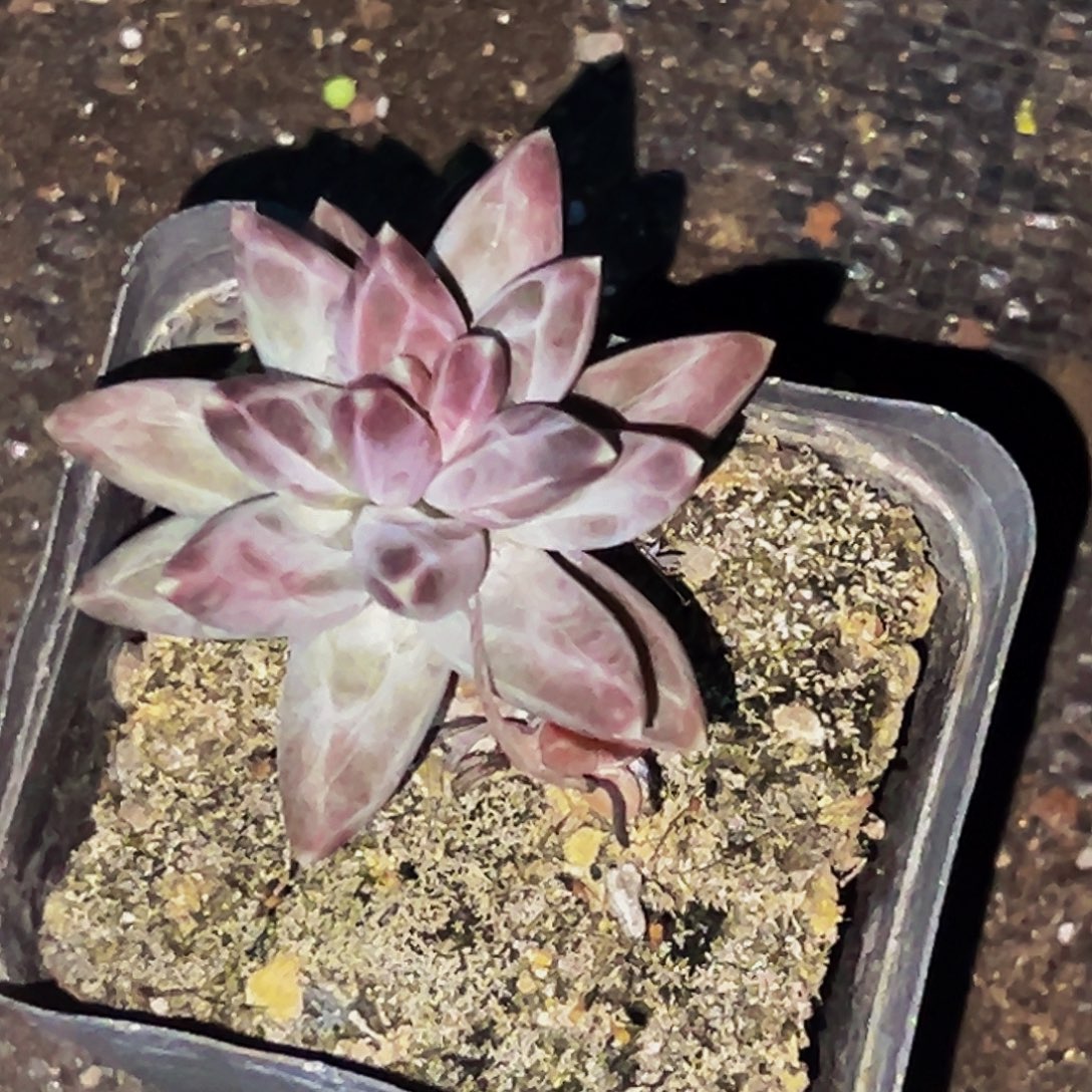 桔云多肉美人精品系列