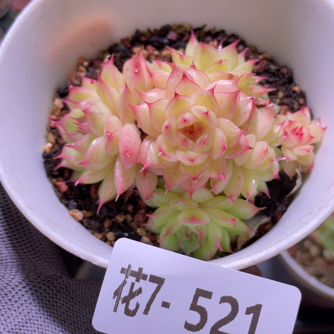 花利美7-521海王群