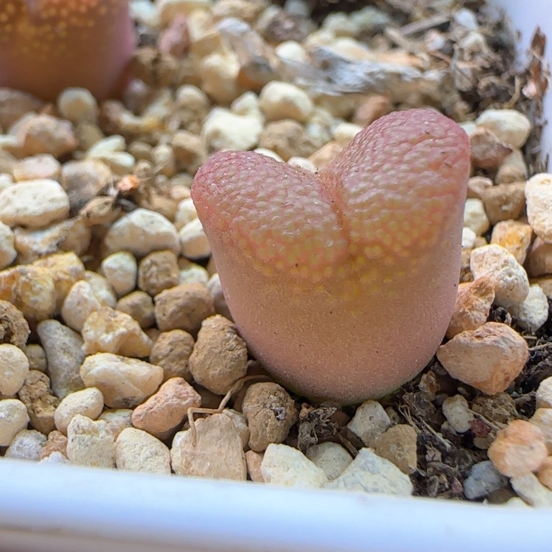 5195 大白多肉植物园
