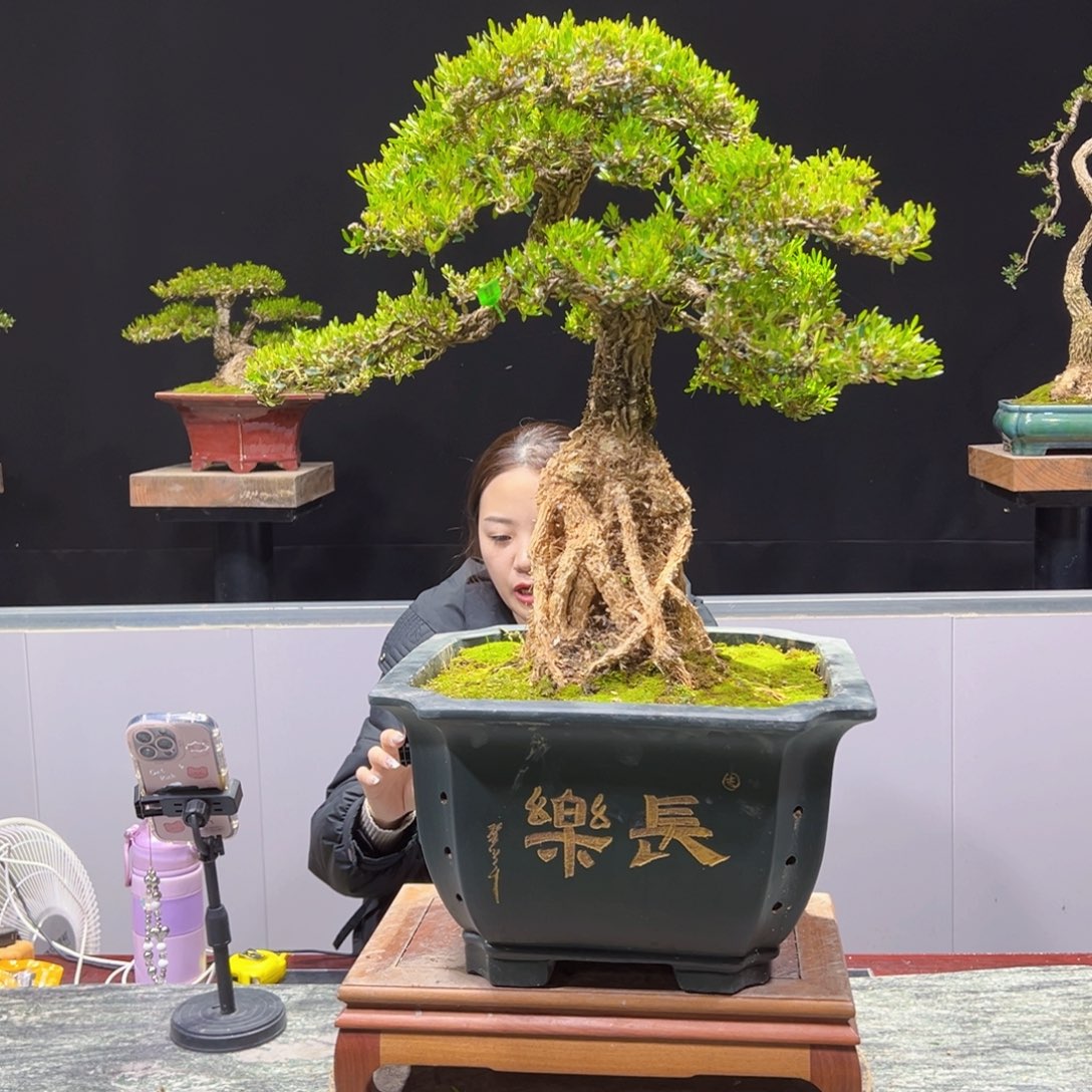 绿植黄杨盆景盆景