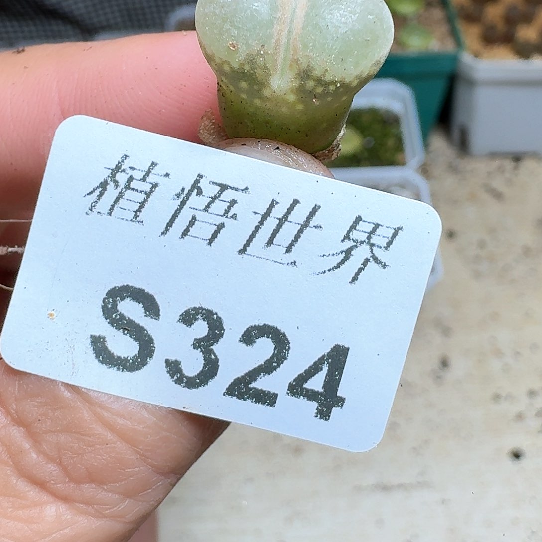 324号多肉植物哇c