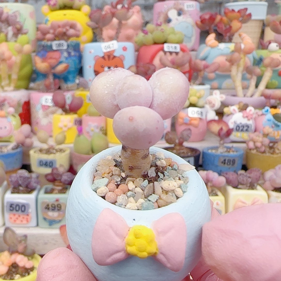 妮***酱L 圆滚滚带黄奶 带盆寄养