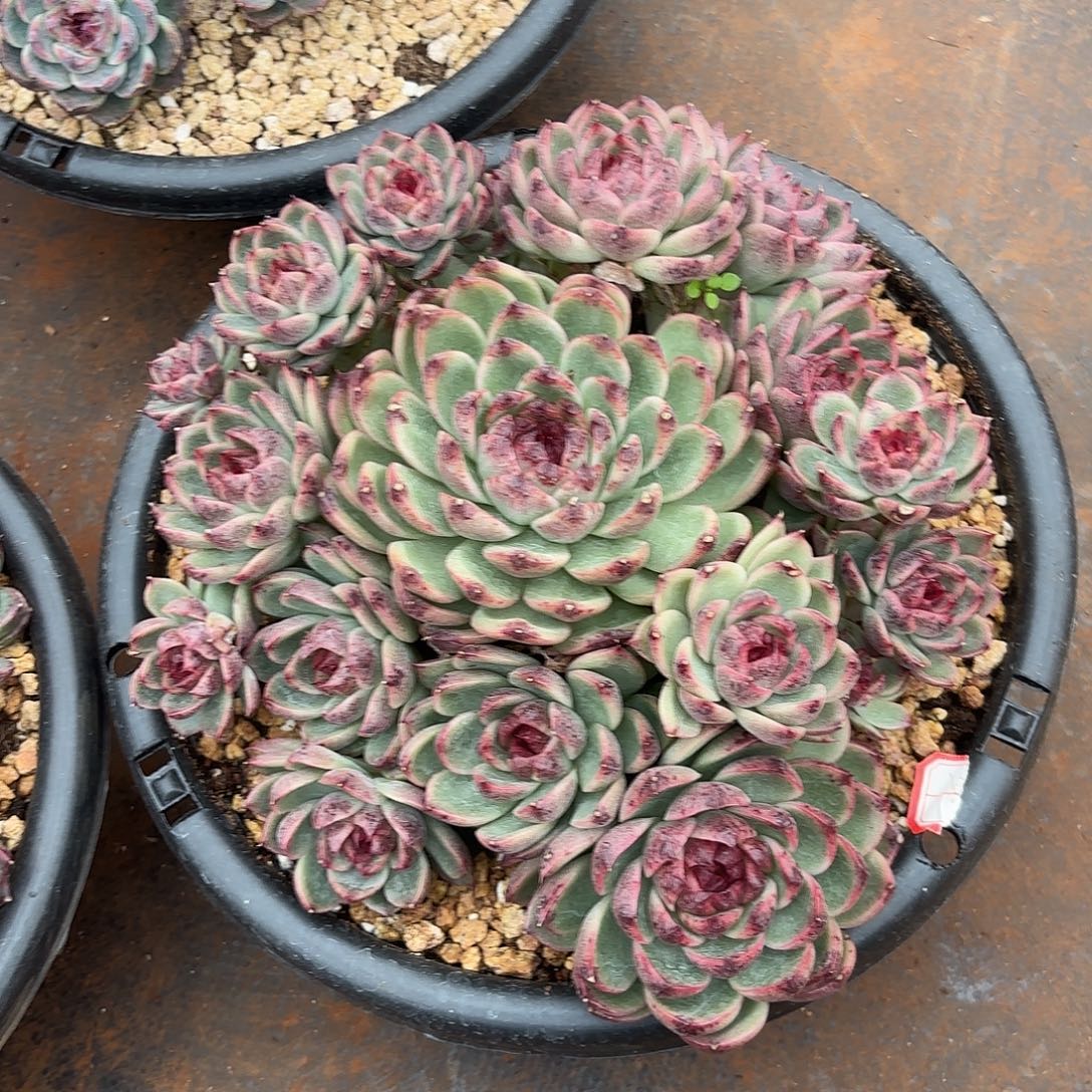 彼***花水晶杂交多肉植物多肉