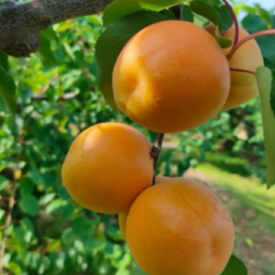 新鲜现摘平谷本地金太阳/杏500g