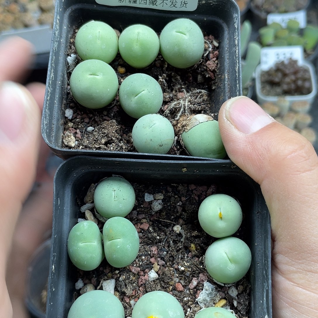 181000000花花夸夸花花去了