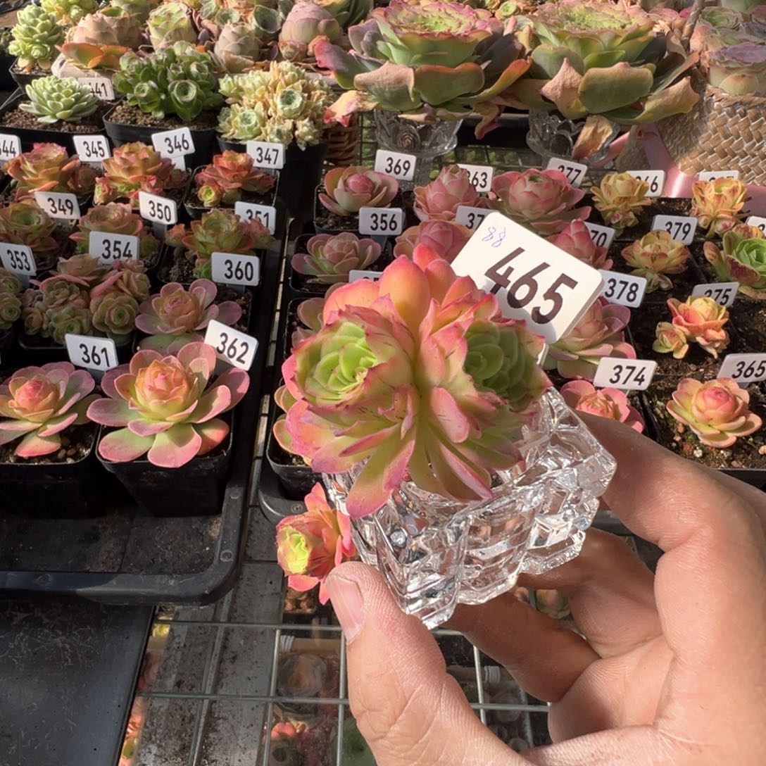 千寻465山地玫瑰多肉