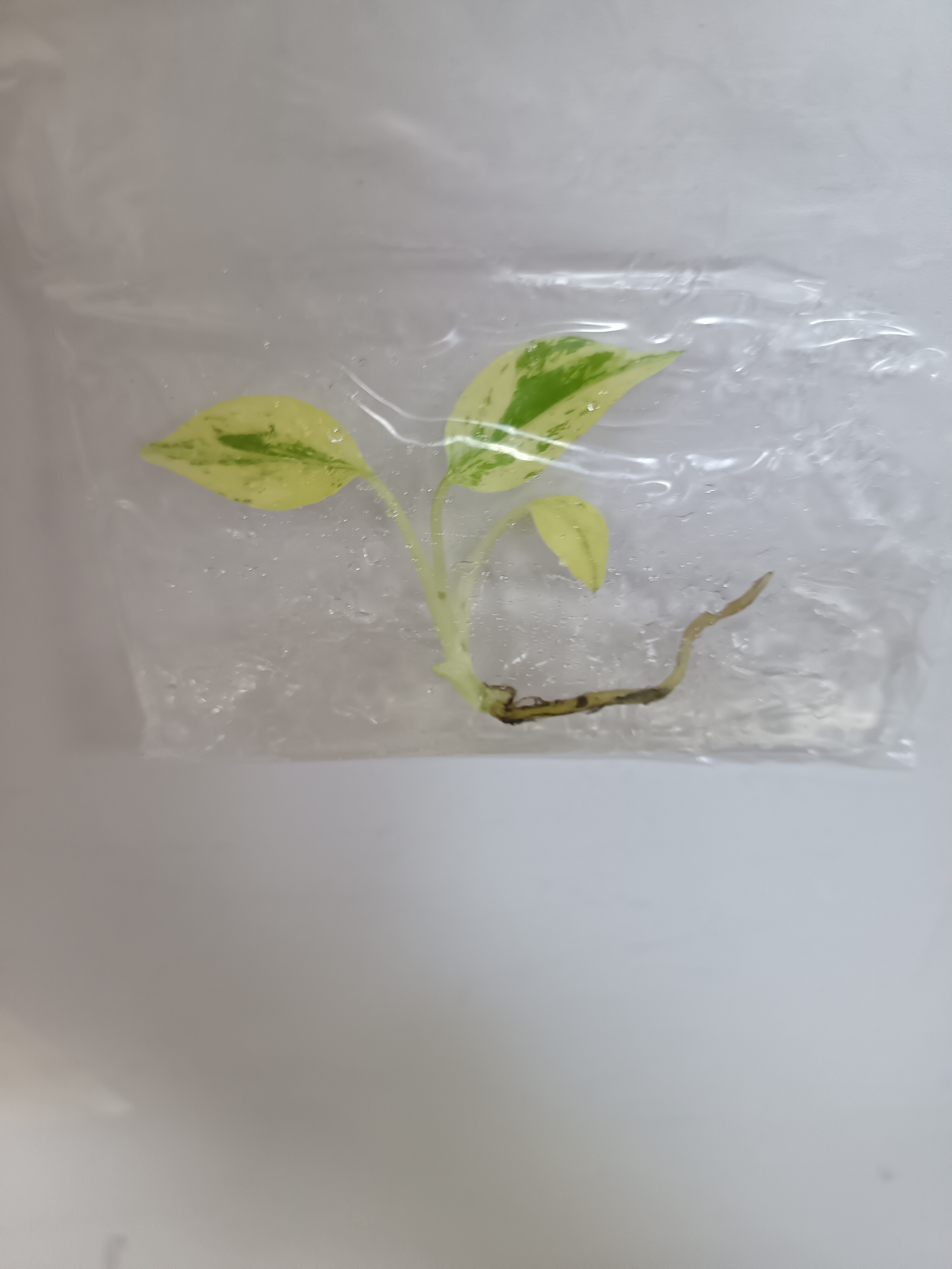 袋苗薄荷，组培，好养活