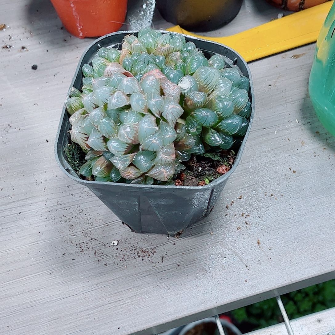 福利品蓝镜玉露一勿一拍
