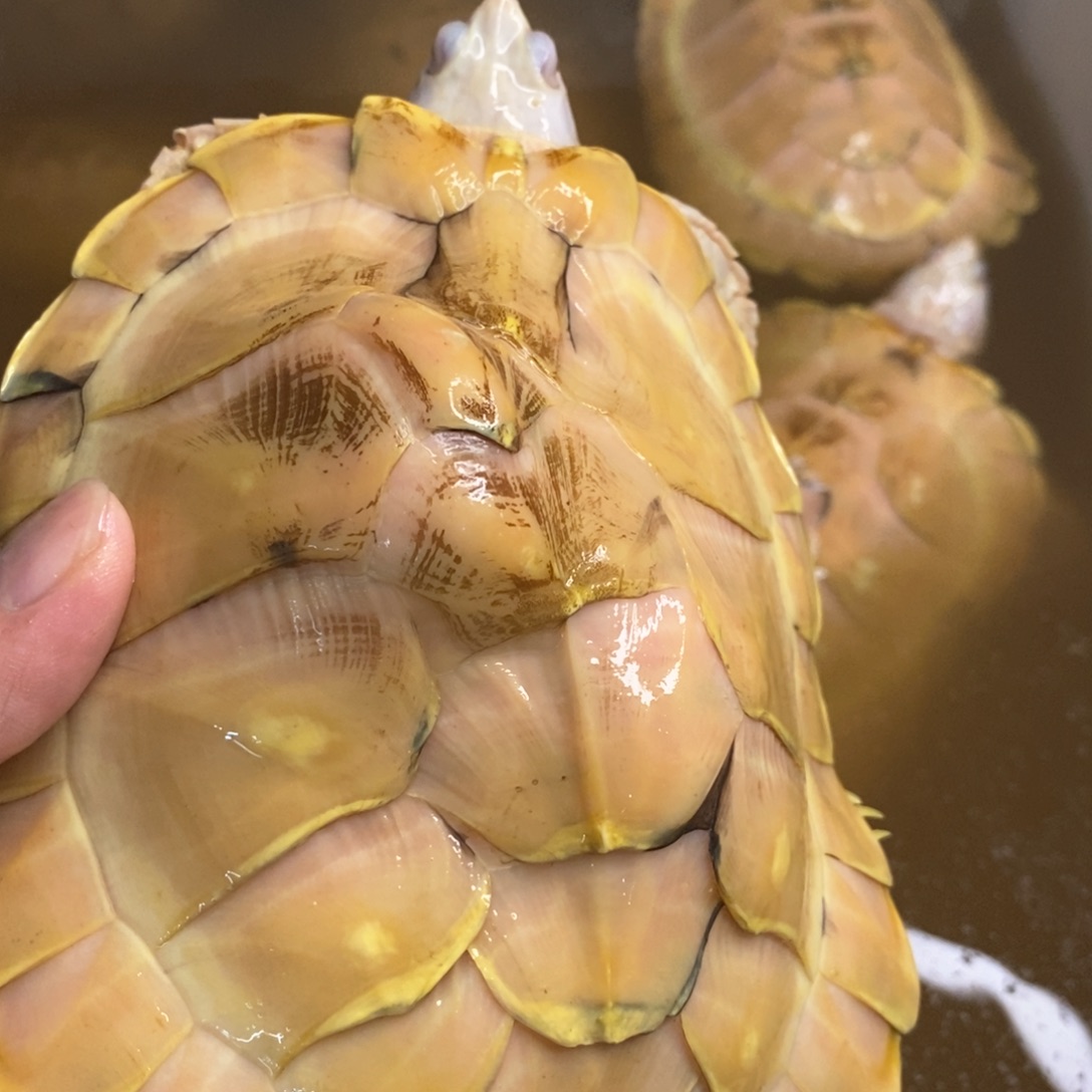 绿毛龟母夜明珠一个