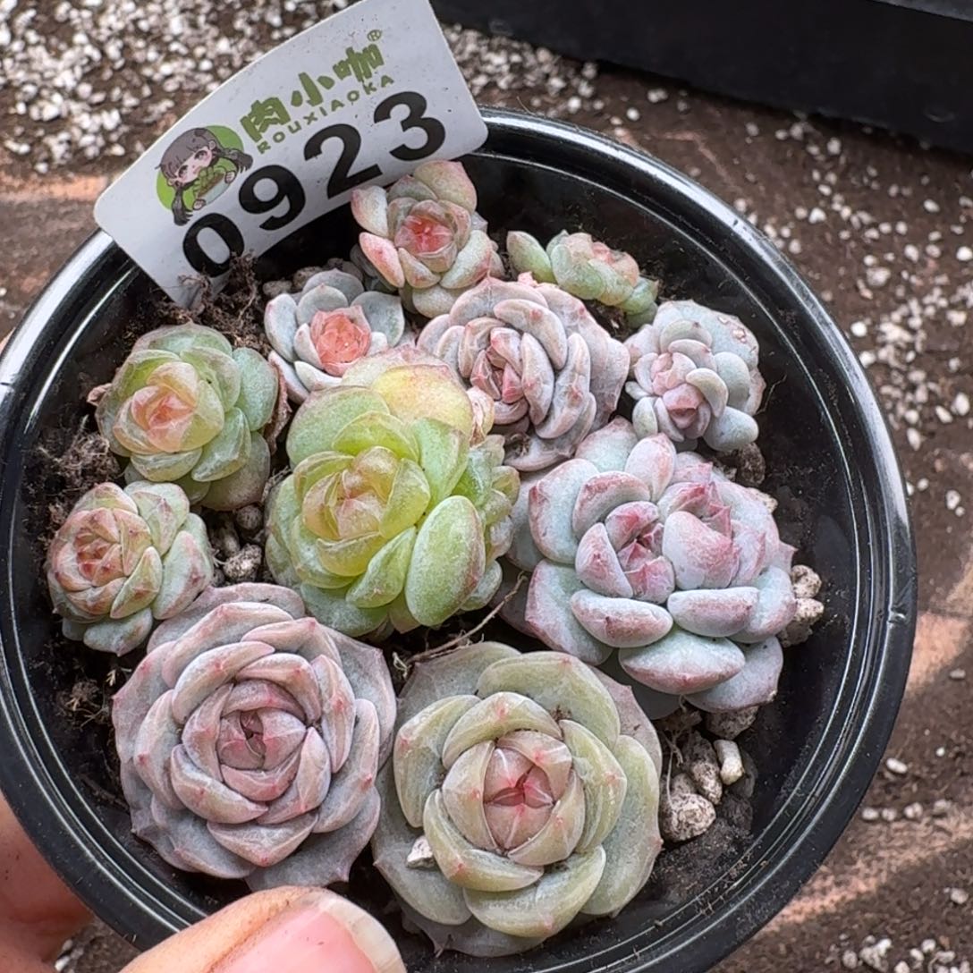 日****多肉植物多肉植物