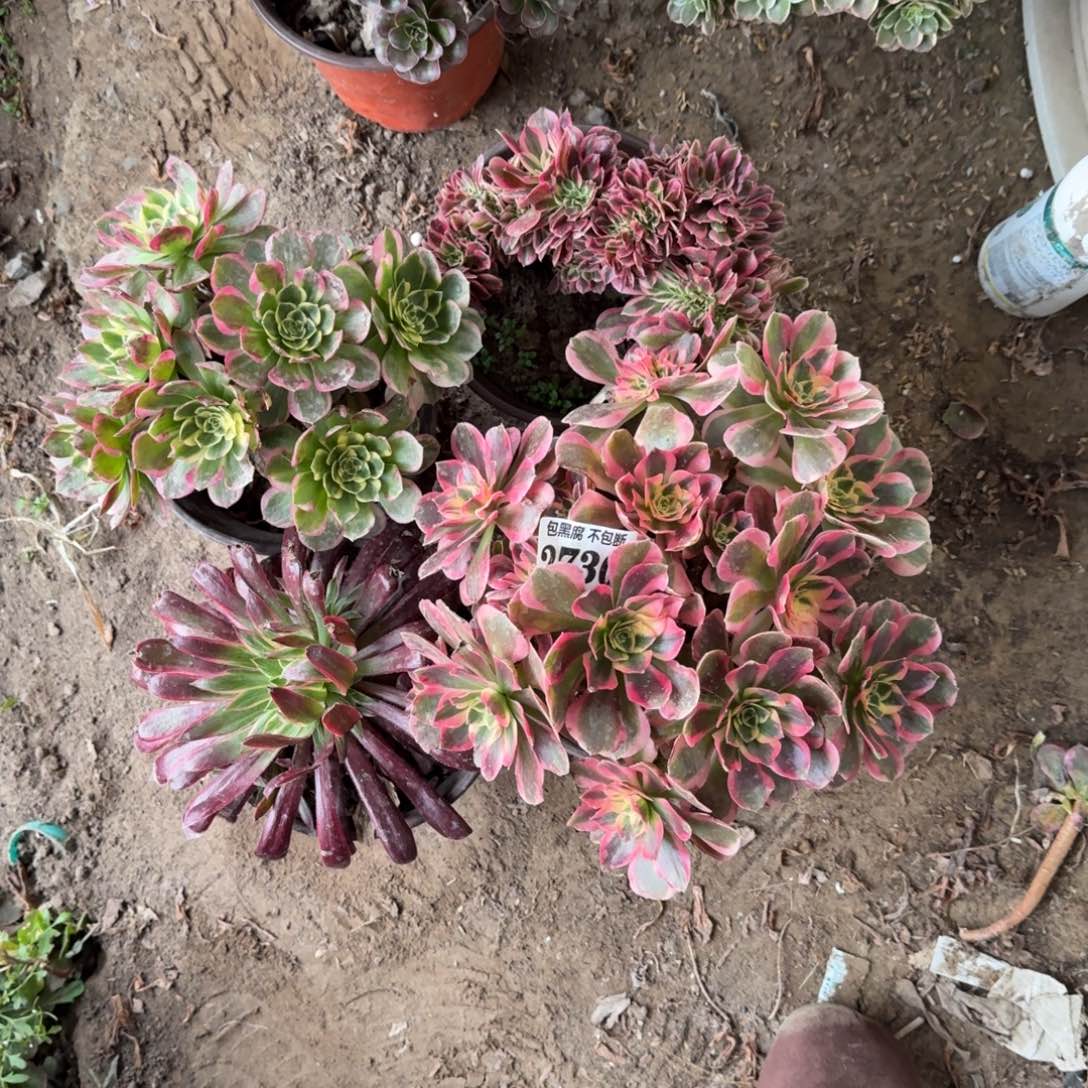 法师组合四颗17-2 2730