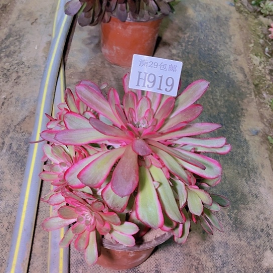 919孔雀翎多肉植物