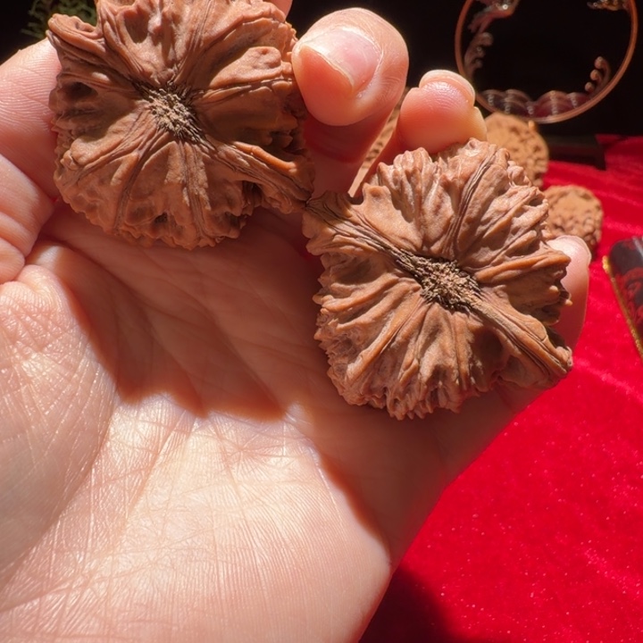 浮***）核桃白狮子精对核桃