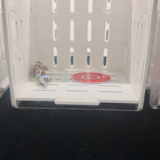 海水鱼哔咔飓风礼服一对