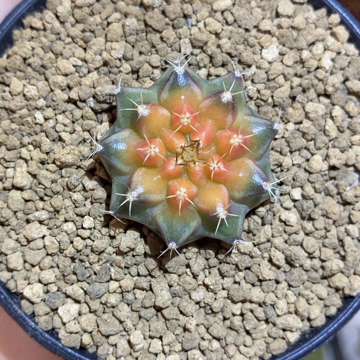 名品侧 米哈仙人球