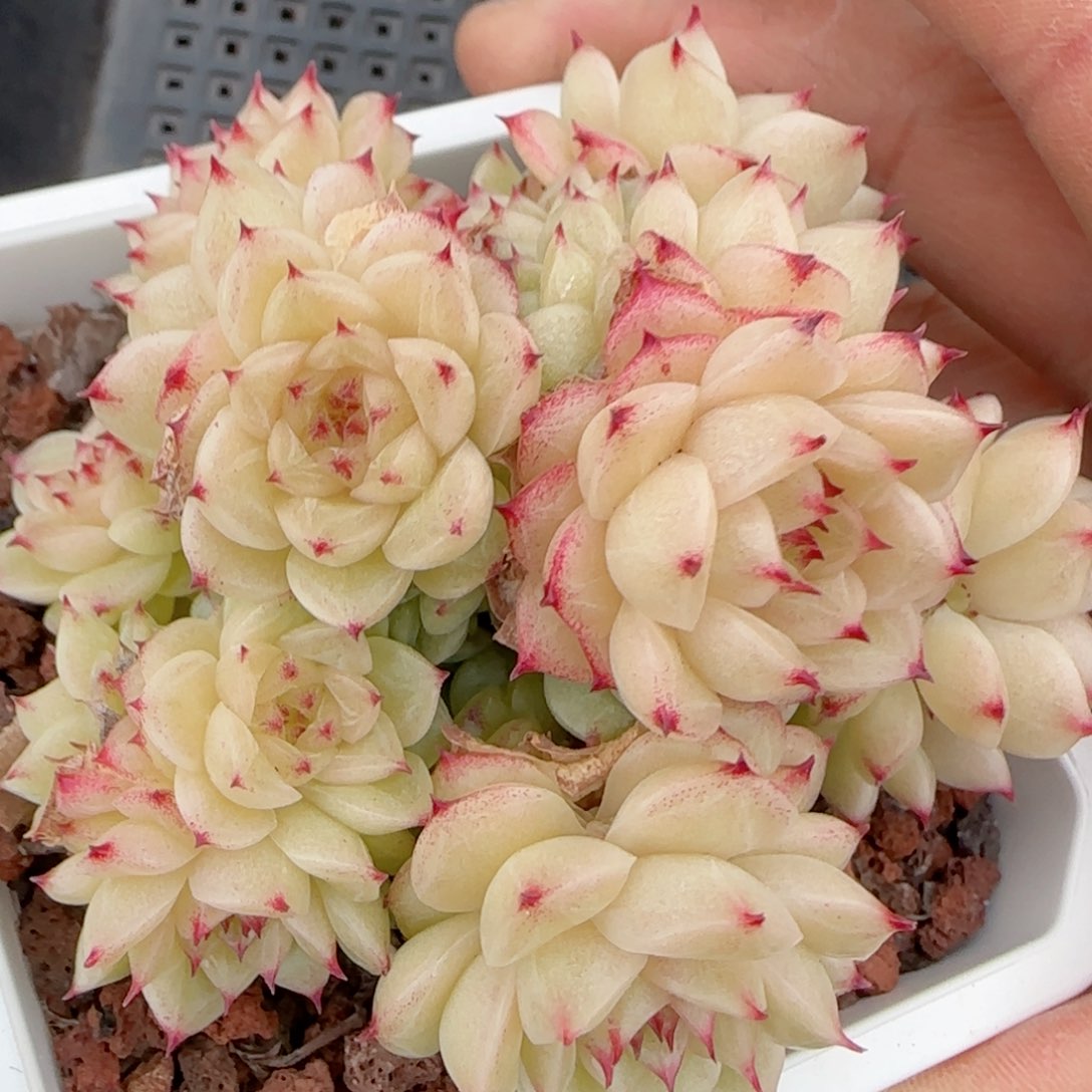 【闪购商品】0208-34（fm-200）