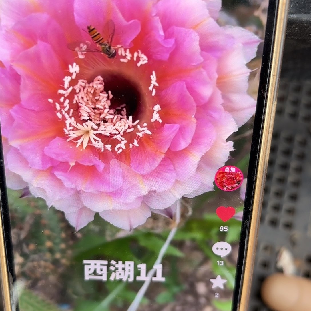 西湖11号彩侧牙20包邮仙人球3
