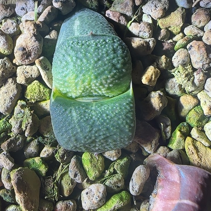 10号卧牛锦亚成株