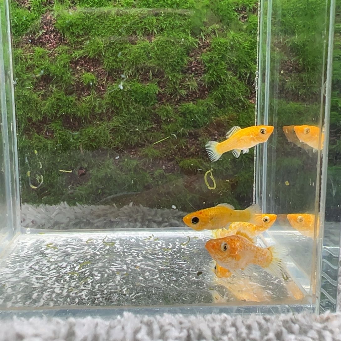 黑玛丽鱼鱼苗5条。 