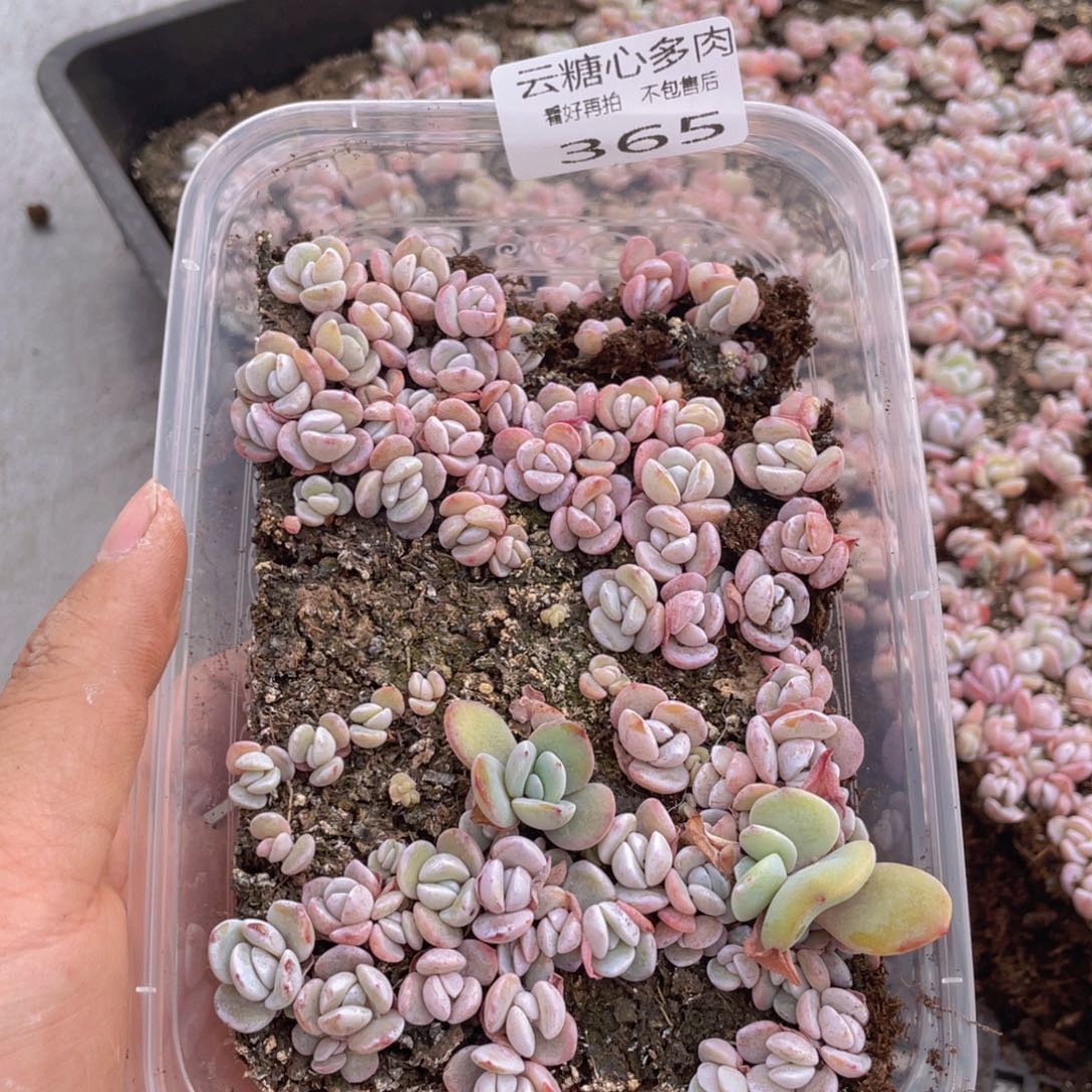 云糖心多肉植物365
