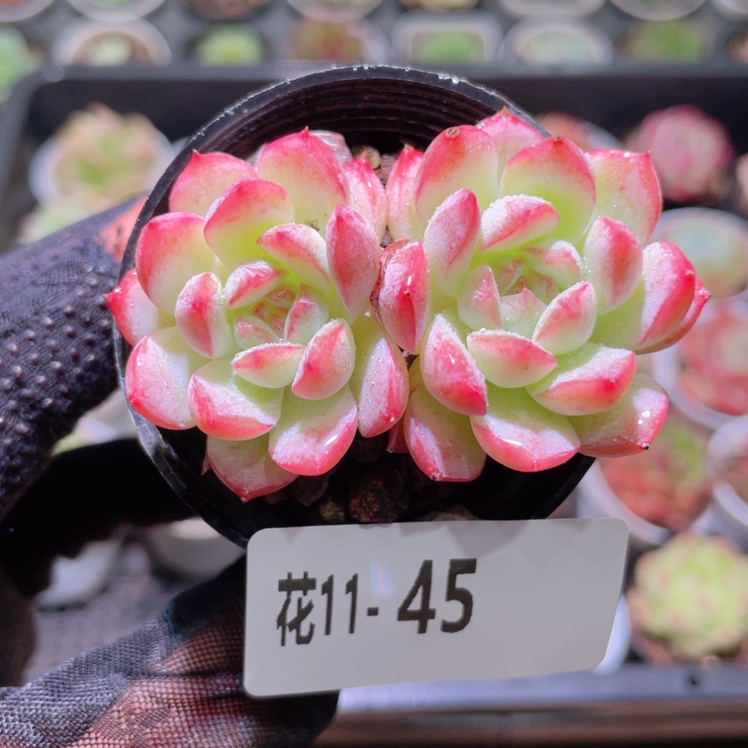 花利美11-45新品双头