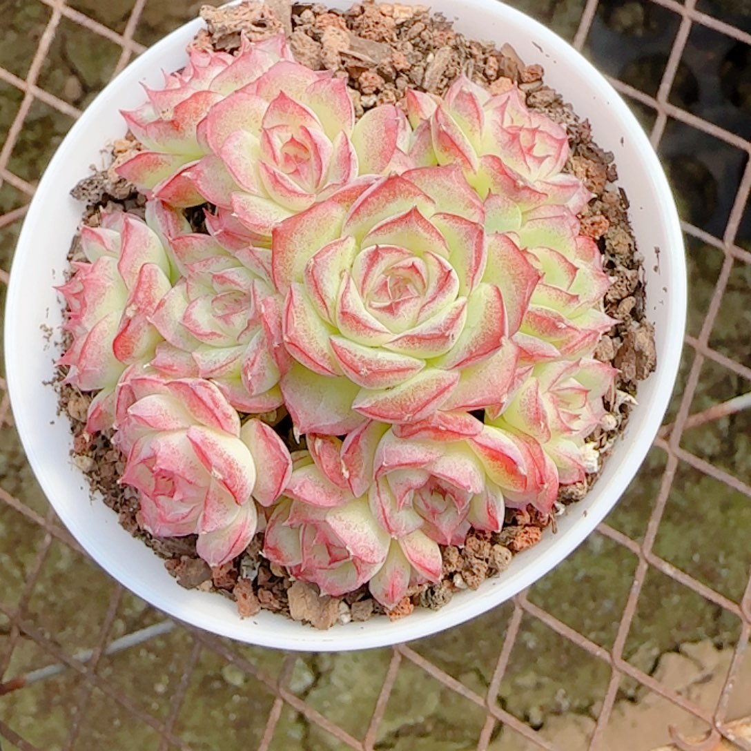 咪***1205-76（女王优选）多肉专拍