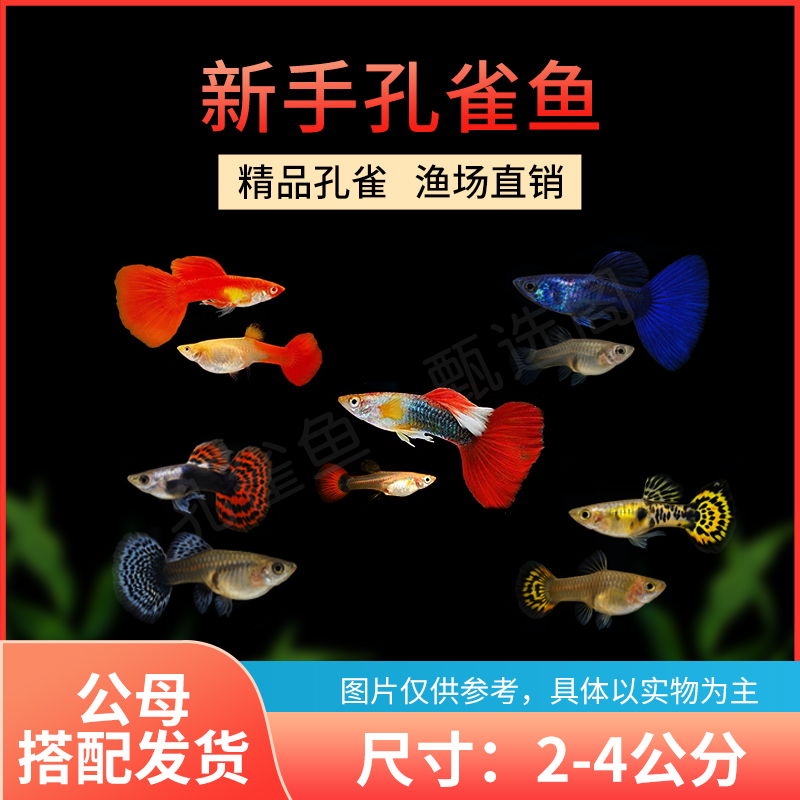 【纯母繁育套餐】孔雀鱼 活体 小型热带鱼