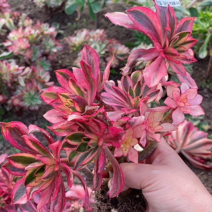 925魅影有砍多肉12345678