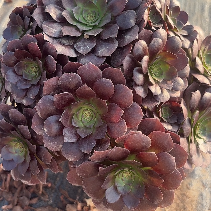 黑魔多肉法师不包损117