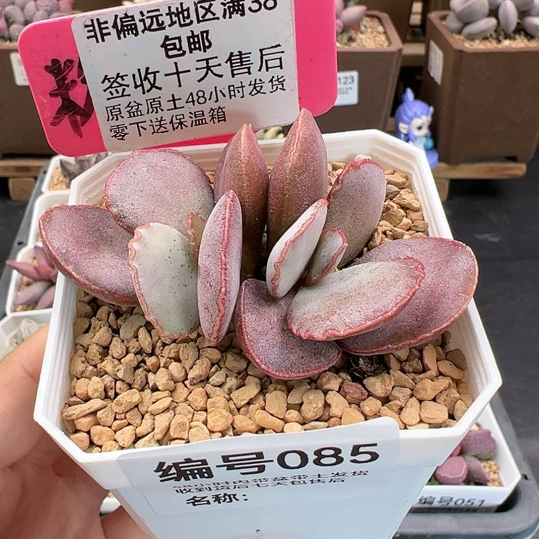 085白安泽多肉植物