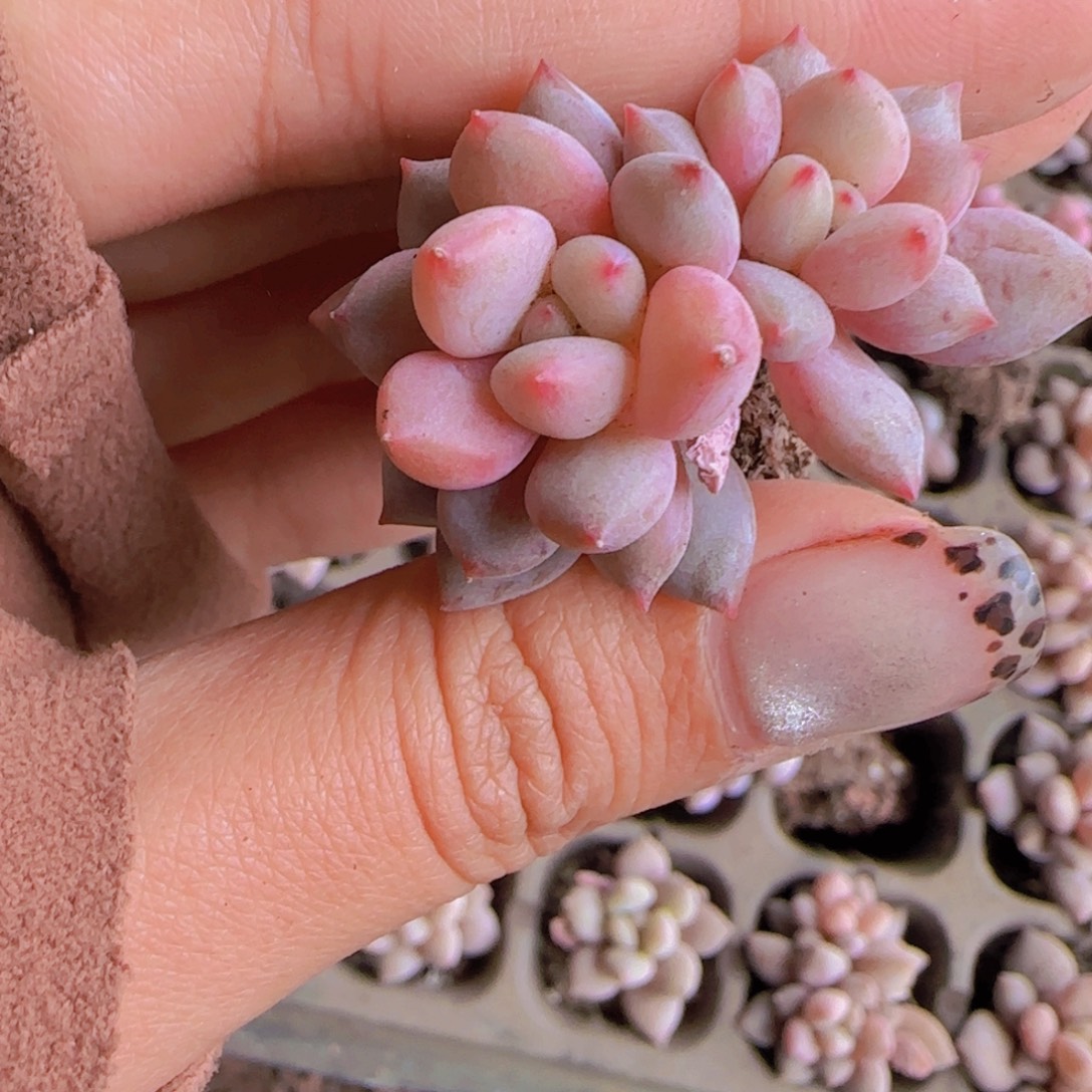 十棵穴盘半夏多肉一组