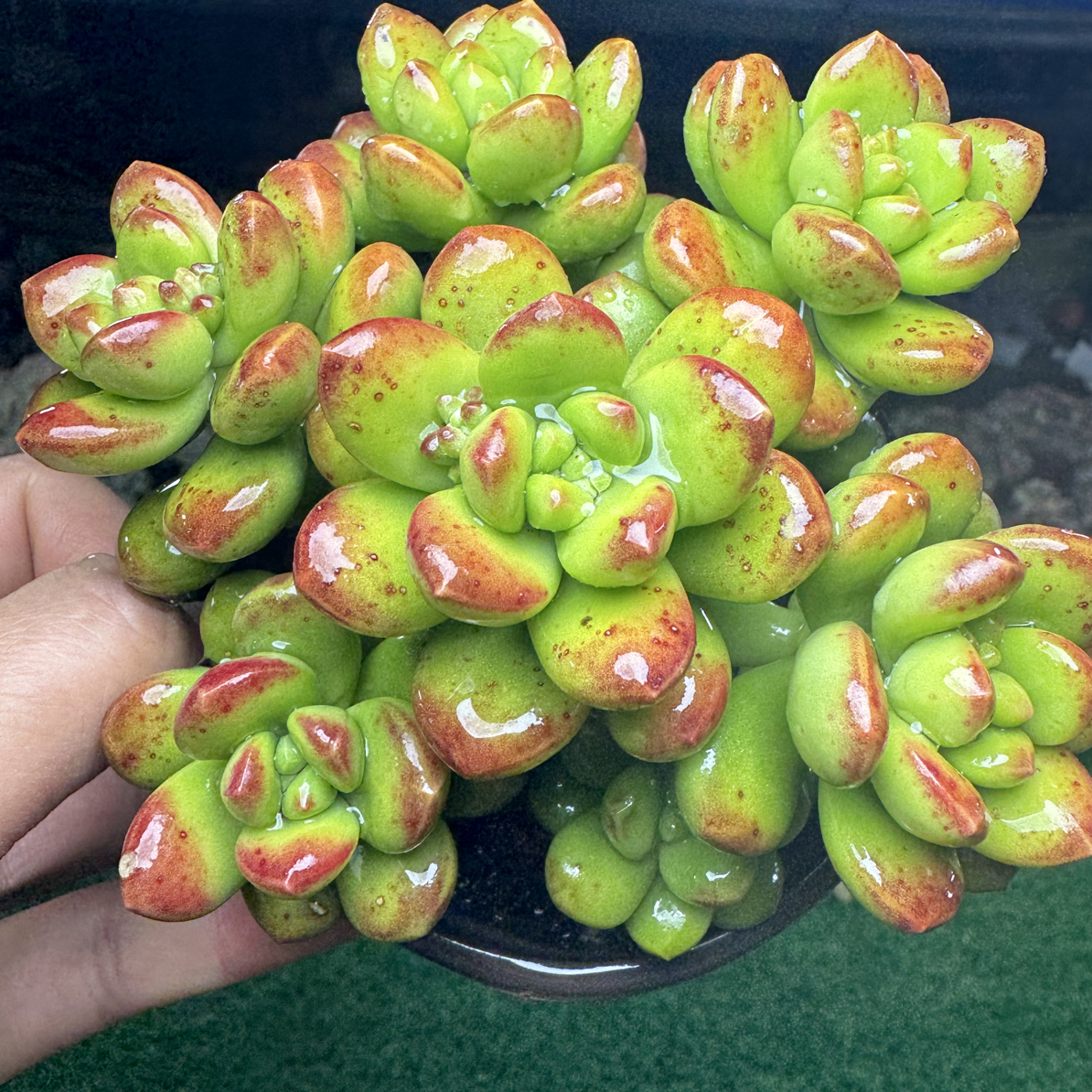 丸叶松绿 带盆士发满15包邮不满到付