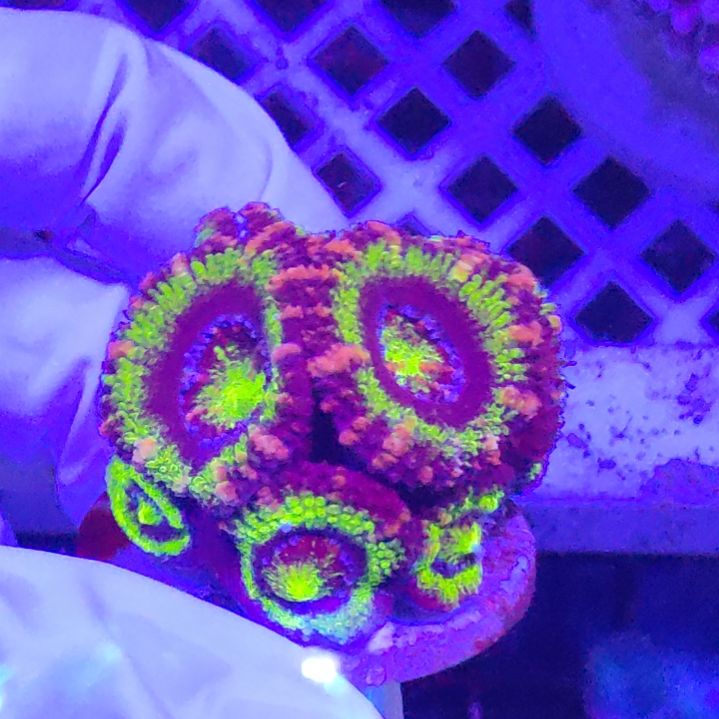 智海珊瑚不退换不包邮